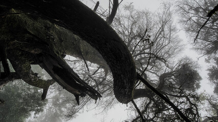 Doi Suthep-Pui National Park in Northern Thailand