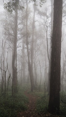Naklejka premium Doi Suthep-Pui National Park in Northern Thailand