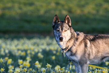 Un chien loup dans une prairie 