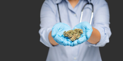 Doctor holding dry cannabis buds flower while standing in the medical science laboratory