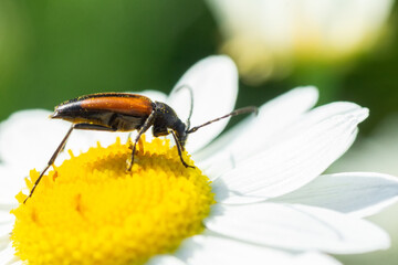 Stenurella melanura beetle on a chamomile flower.