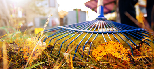 Cleaning yellow fallen leaves with a rake in autumn. Human concern for the environment. Nature in the season of the year. People work outdoors. Garden tools. - obrazy, fototapety, plakaty