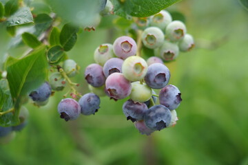 Large field of blueberries. Blueberry bushes outside the forest. Blueberry berry plantation.