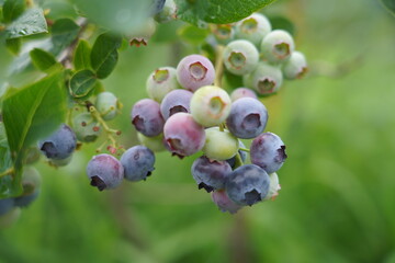 Large field of blueberries. Blueberry bushes outside the forest. Blueberry berry plantation.