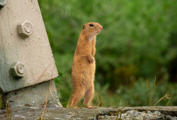 prairie dog eating