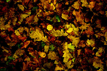 Background of Autumn Colored Leaves. High contrast. Yellow, Red, Brown Foliage. Texture of Leaf...
