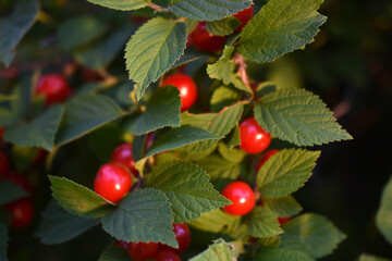 Red juicy cherry berries on a green bush. Cherry berries close-up.