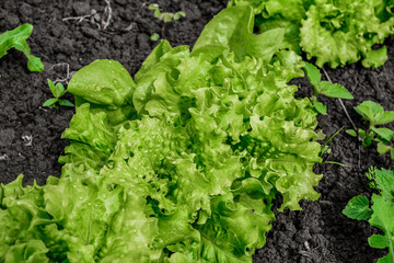 Close Up of green lettuce leaves