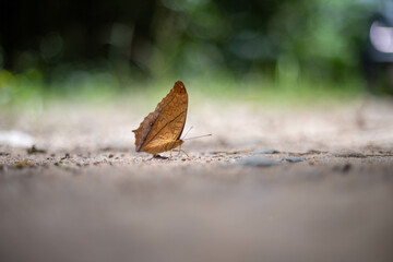 butterfly on the ground