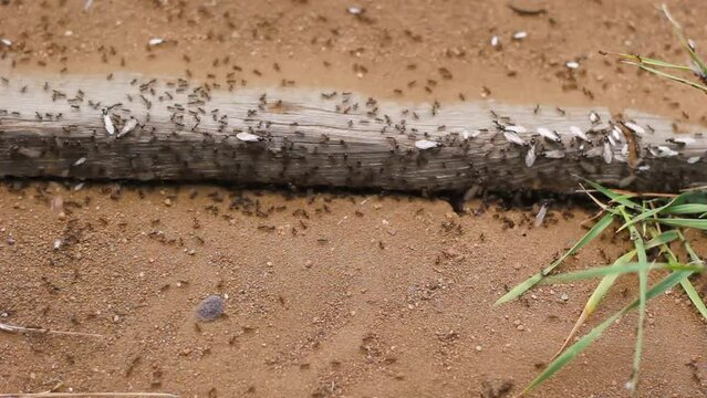 Colony of underground insects located under wooden board on ground, nest of working ants and winged ants, nature unity in wildlife