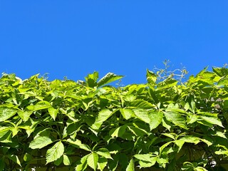 green leaves on sky
