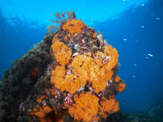 Underwater scene with rocks covered by orange coral polyps (Astroides calycularis)