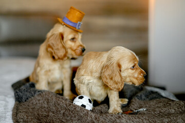 Little Cocker Spaniel puppies in top hats are sitting on the bed in the house.