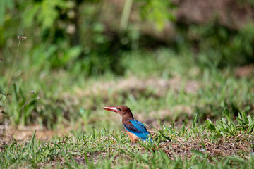 kingfisher on the branch