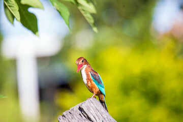 kingfisher standing on branc