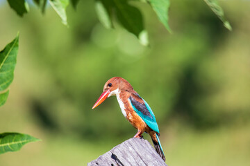 kingfisher standing
