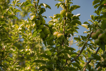 apples in the garden on a branch against a background of leaves, green with pink