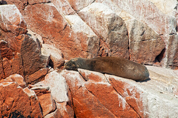 Sea lions on the rock , Ballestas islands, Peru