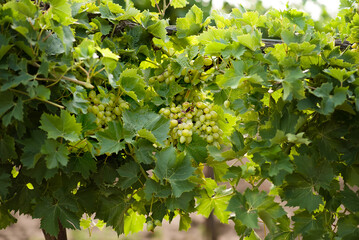 Sweet and tasty white grape bunch on the vine