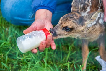 Zelfklevend Fotobehang Young roe deer feeding with a bottle © Zoo