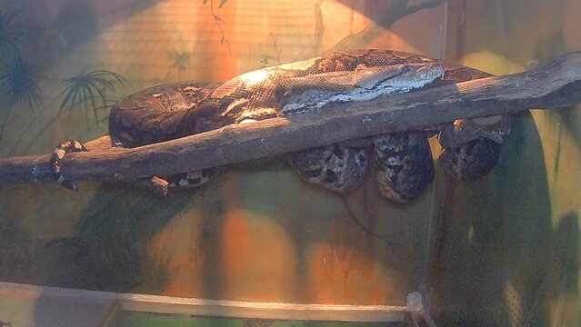 Reticulated python snake on a tree branch