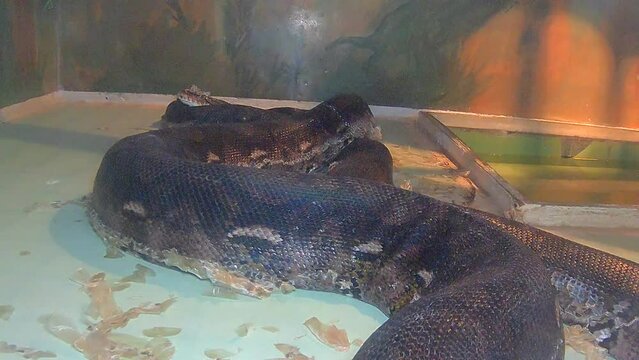 Reticulated python snake on a tree branch
