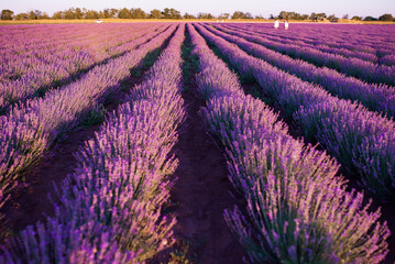 Obraz na płótnie Canvas blooming lavender field in the evening light
