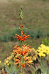 日本の秋の公園に咲くレオノチスのオレンジ色の花