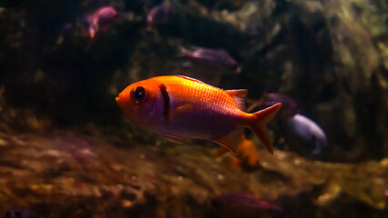 Tangerine Tango A Vibrant Ensemble of Orange Fish