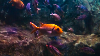 Naklejka premium A small orange fish in an aquarium 