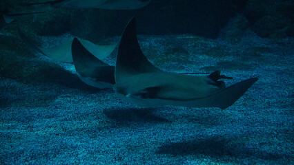 The stingray floats in the water 