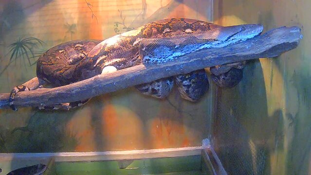 Reticulated python snake on a tree branch