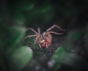 Labyrinth spider (lat. Agelena labyrinthica) is a species of spider from the family of funnel spiders.