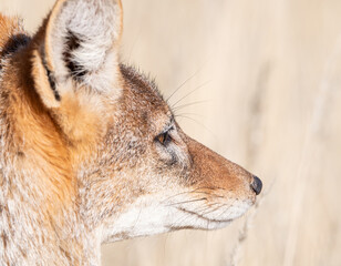 Black-backed Jackal