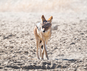Black-backed Jackal