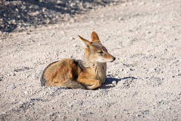 Naklejka premium Black-backed Jackal