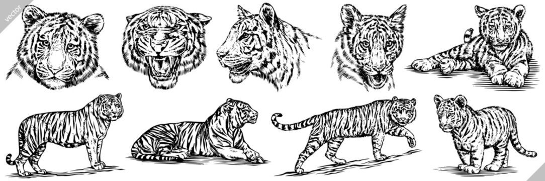 Vintage engrave isolated tiger set illustration ink sketch. Wild cat background bengal vector art