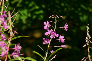 Fireweed stalks sway in the wind. Bumblebees and bees fly up to the flowers. Chamaenerion angustifolium is a perennial herbaceous flowering plant in the willowherb family Onagraceae.