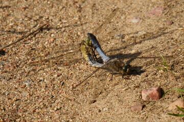 Dragonfly mating is a complex and unusual process that can take place both on the ground and in flight.