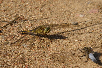Dragonfly mating is a complex and unusual process that can take place both on the ground and in flight.