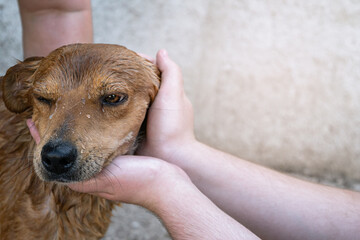 Perro callejero adoptado después de un baño