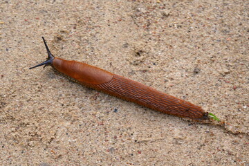The Spanish slug (Arion vulgaris or Arion lusitanicus) is an air-breathing land slug, a terrestrial pulmonate gastropod mollusk in the family Arionidae, the roundback slugs