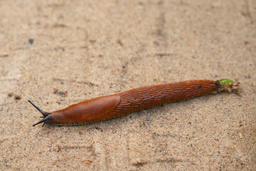 The Spanish slug (Arion vulgaris or Arion lusitanicus) is an air-breathing land slug, a terrestrial pulmonate gastropod mollusk in the family Arionidae, the roundback slugs