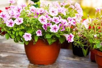 Pink petunia flowers grow in the garden in pots in summer