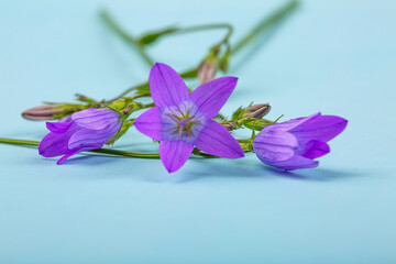 Image of Bluebell flowers on a blue background close-up, macro photography printed on Printed Glass Wall Art