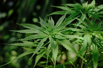 Green medicinal plant cannabis blooming at the blurred background, species Hang Kra Rog Phu Phan of Thailand