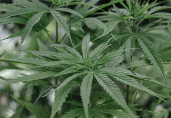 Green medicinal plant cannabis blooming at the blurred background, species Hang Kra Rog Phu Phan of Thailand