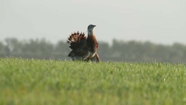 Adult male of Great bustard in his breeding territory in a cereal field with the first light of the day