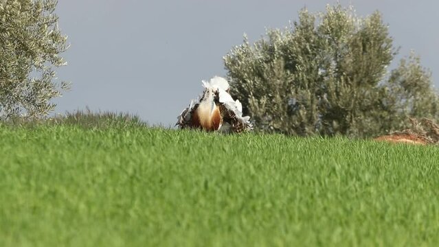 Adult male of Great bustard performing the courtship of heat in a field of cereal and olive trees with the first light of a spring day