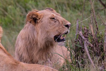 Lion in Masai Mara Game Reserve of Kenya.